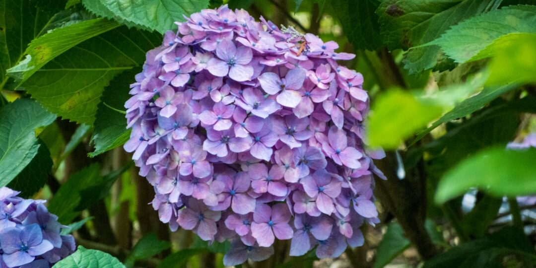 Photo purple color