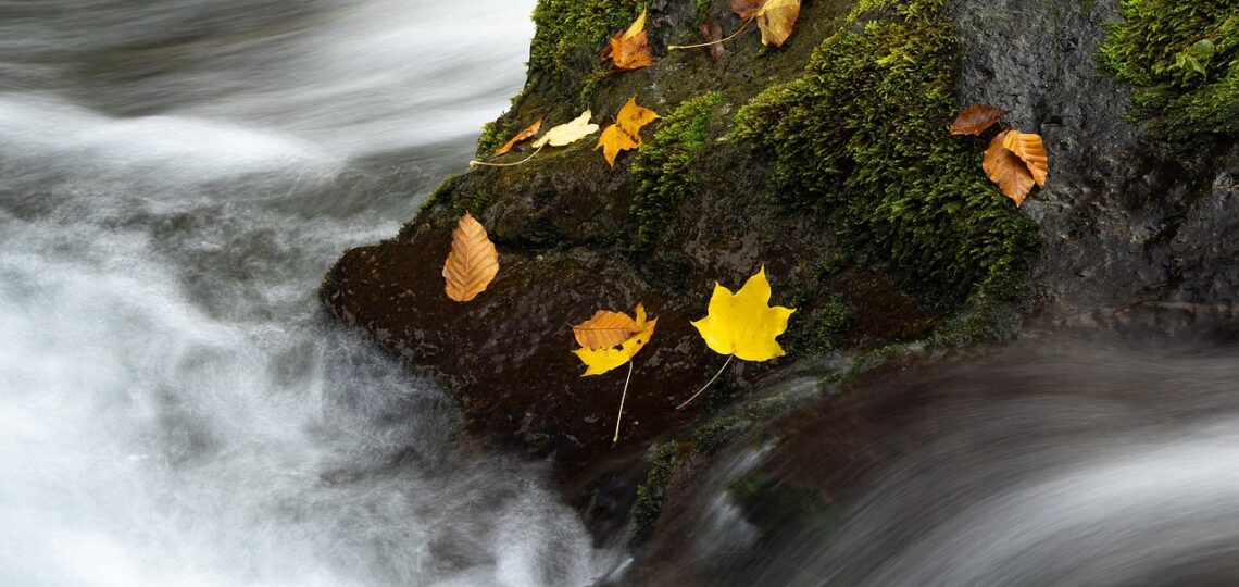 Gdzie zabrać rodzinę na jesienny wypad? Ścieżka w koronach drzew jako wyjątkowa atrakcja