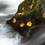 Gdzie zabrać rodzinę na jesienny wypad? Ścieżka w koronach drzew jako wyjątkowa atrakcja