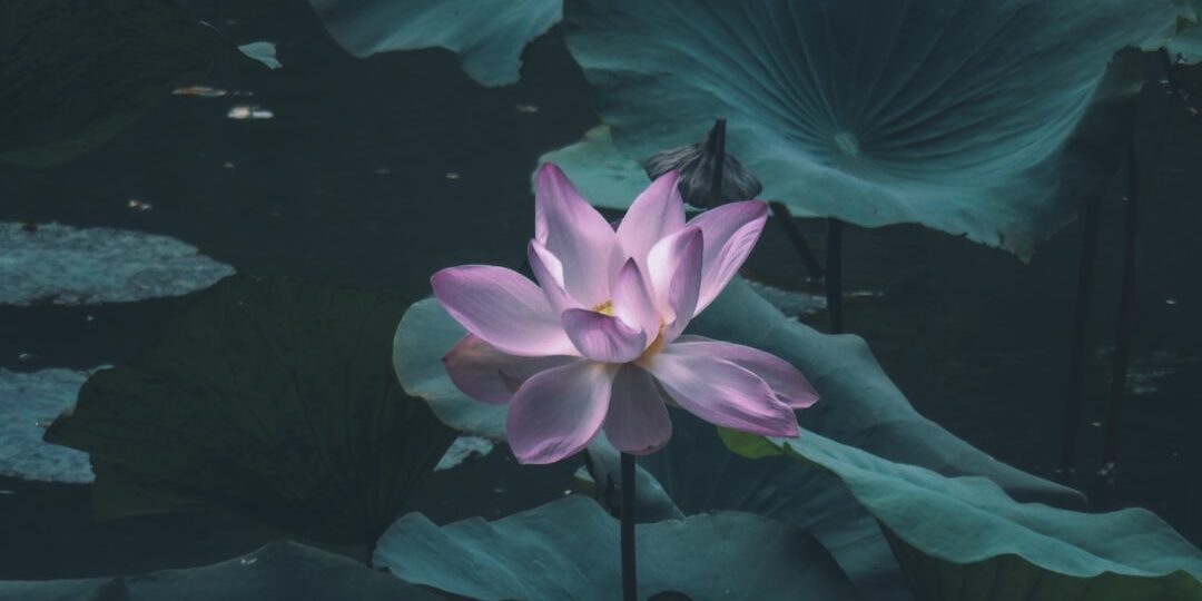 Photo elegant